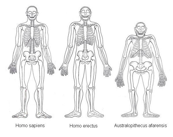 hsapiensherectusausafarensis.jpg