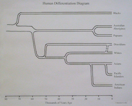 Human Differentiation Diagram
