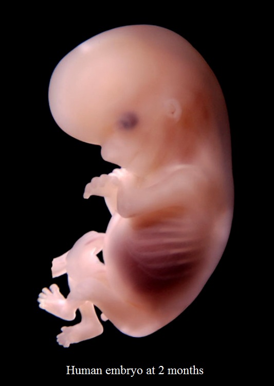 Pictures Of Two Month Old Baby In The Womb 117
