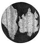 Drawing of Structure of Cork - Robert Hooke
