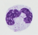 White Blood Cell